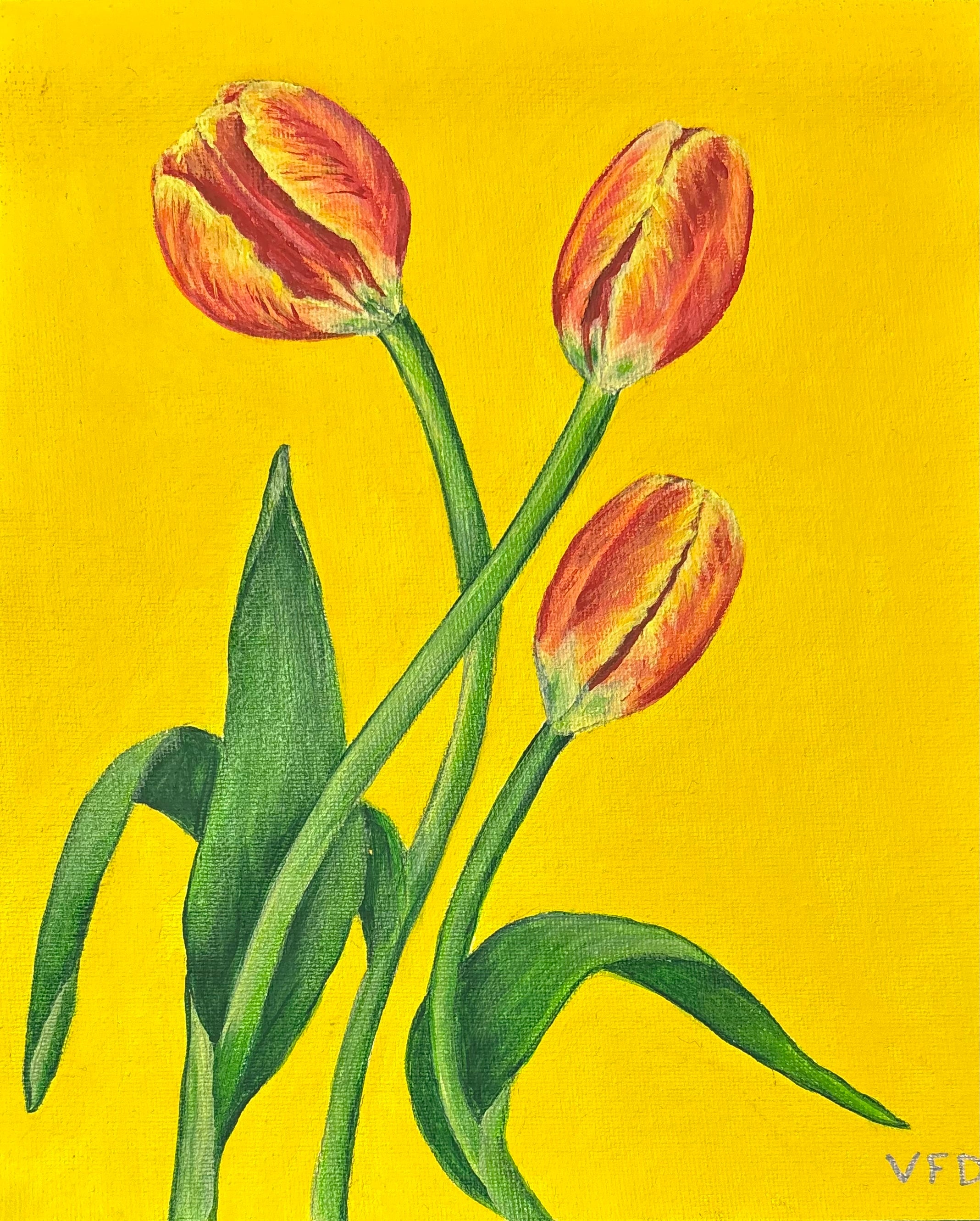 Tulips